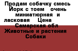 Продам собачку смесь Йорк с тоем . очень миниатюрная  и ласковая. › Цена ­ 3 000 - Самарская обл. Животные и растения » Собаки   